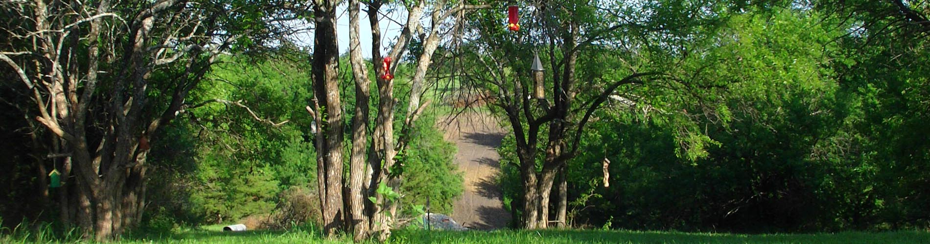 Osage Orange Trees